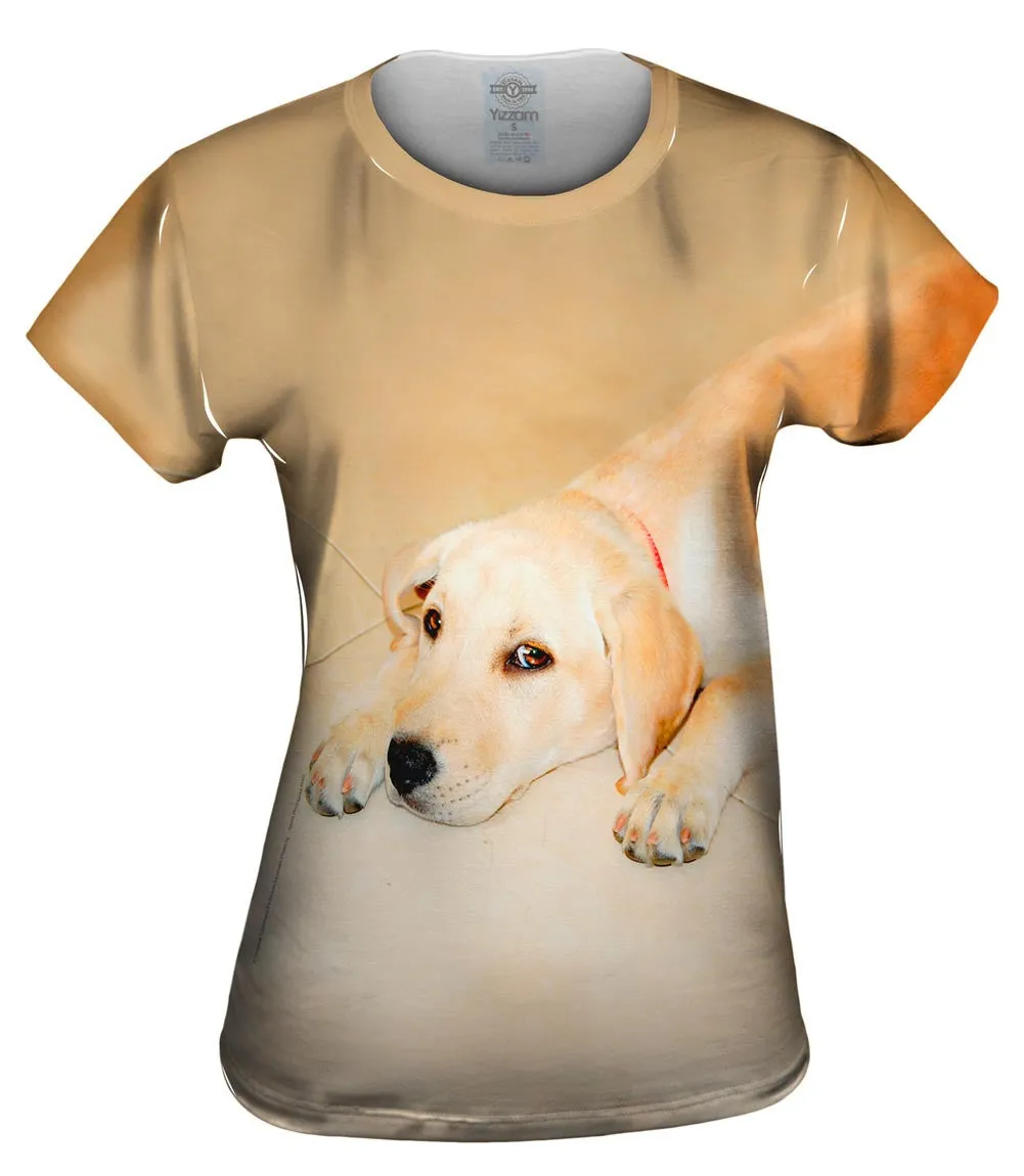 Golden Lab Cooling Off