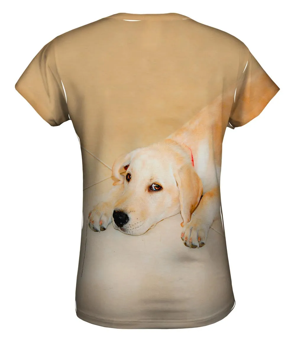 Golden Lab Cooling Off