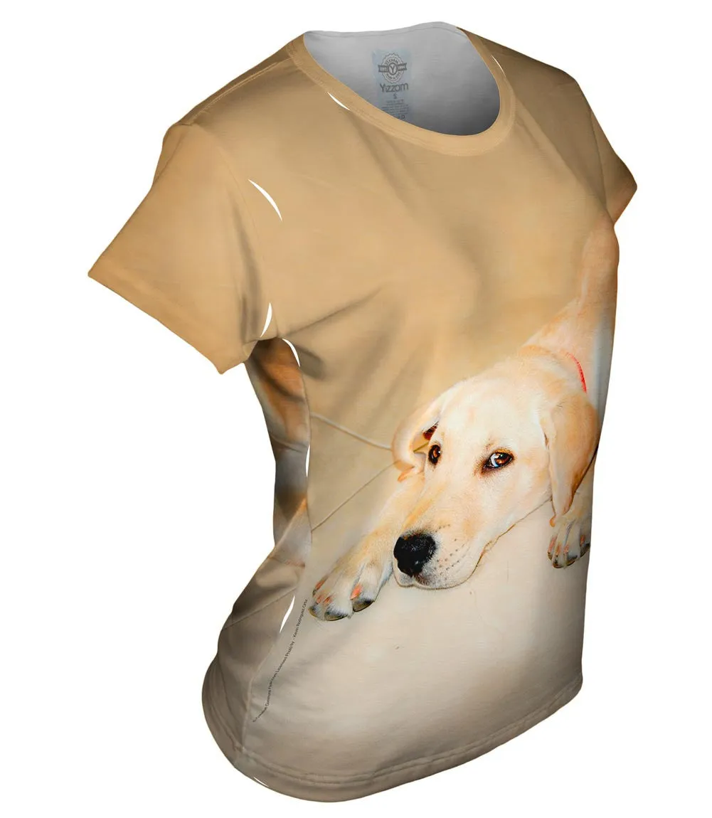 Golden Lab Cooling Off